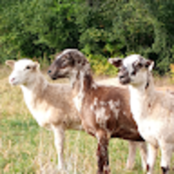 sheepgirlhope